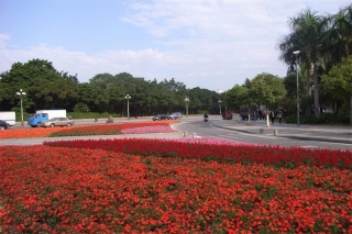 東莞市市區(qū)道路渠化島時花種植及綠化養(yǎng)護(hù)